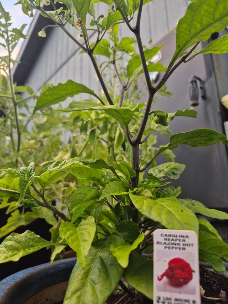 Why do i only have 1? Why do i only have 1?