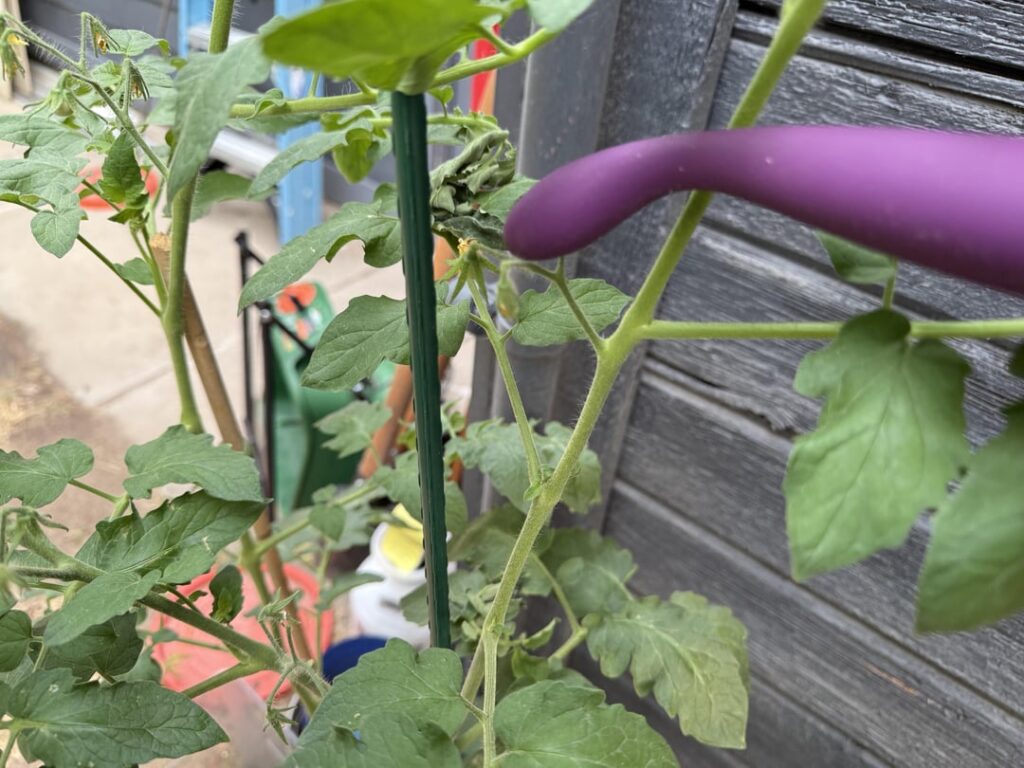 Tomato Pollination (assisted)
