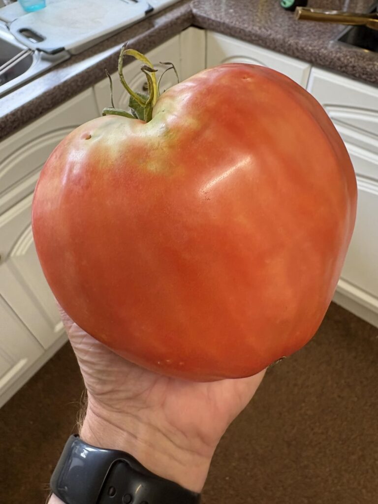 Bulgarian Tomatoes in the U.K.