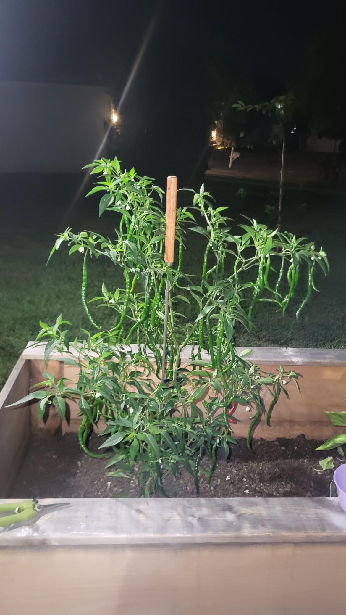 Help please! Help please!