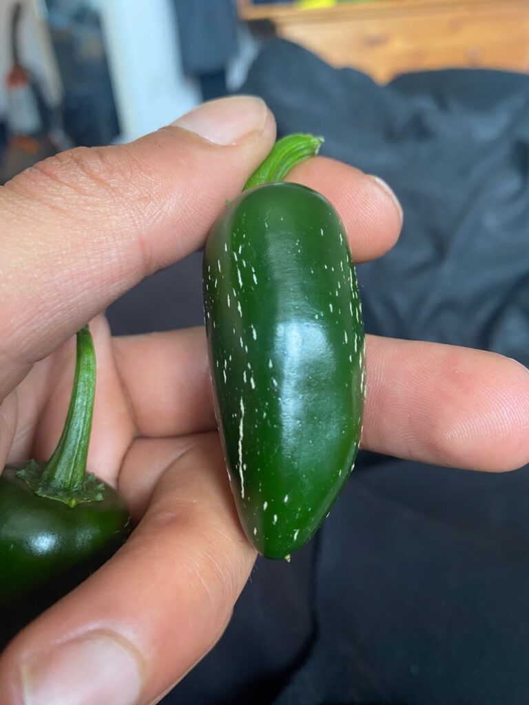 So is this normal it's my first time growing jalapeno