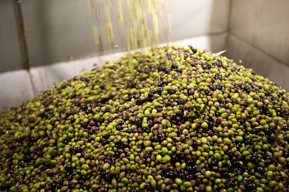 Olives ready to be made into oil at Cobram Estate, Australia’s biggest olive oil producer.