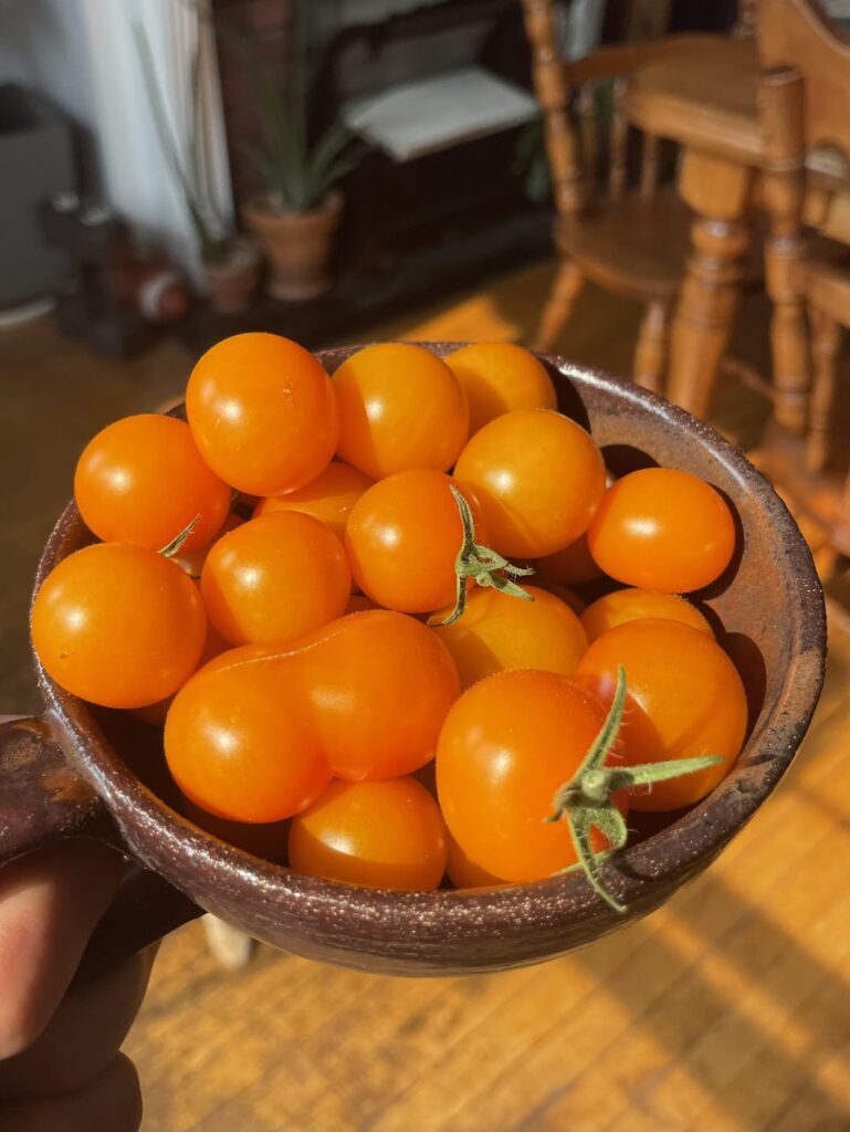 Balcony sungolds!