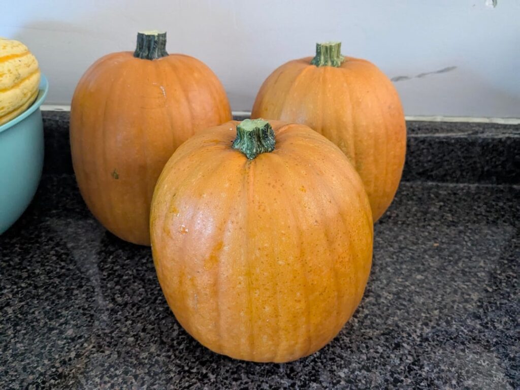 First time gardener!