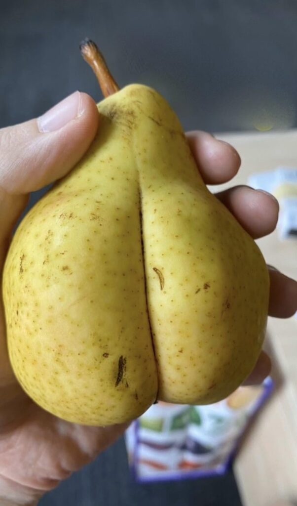 My sister found this ‘rejected’ pear at her university’s food pantry.