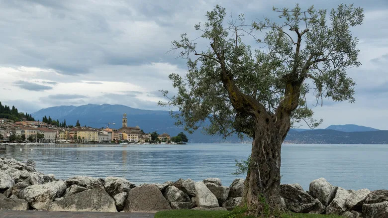 An olive tree by Lake Gada in Italy
