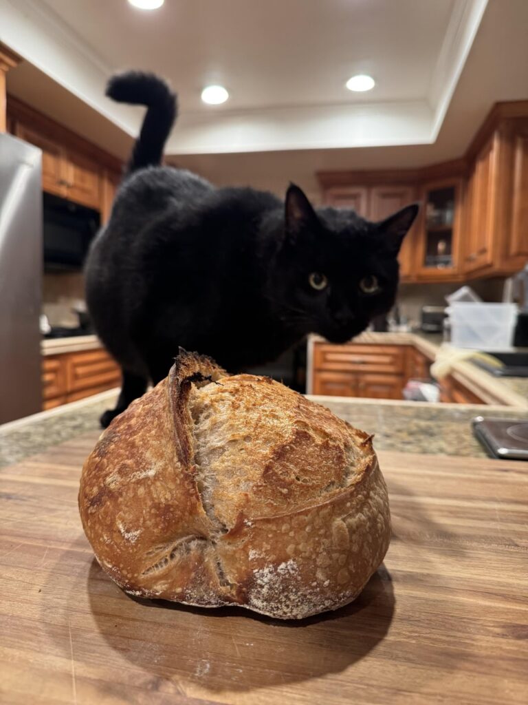 Got my best oven spring/first ear yet!