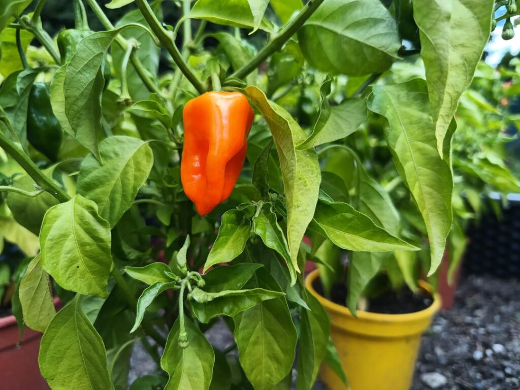 Hello, does this habanero orange look ripe? First time hrowing these
