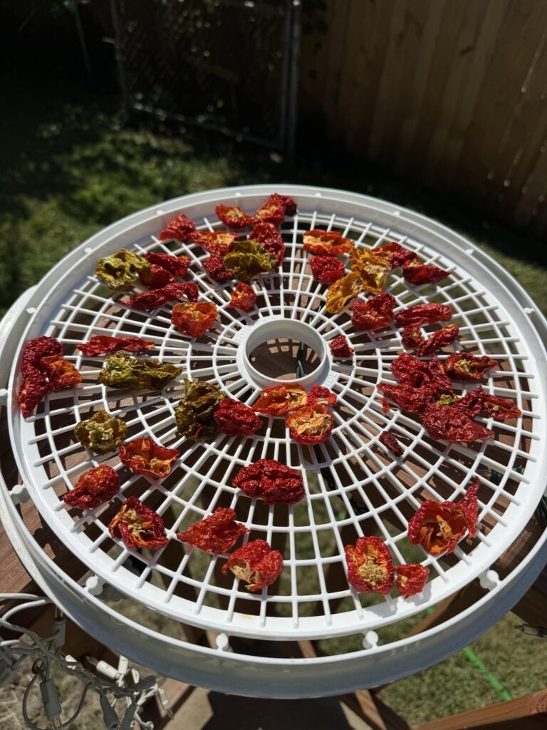 Pepper Processing Part 2: Dust to Dust… I Call it “Painbow Powder”