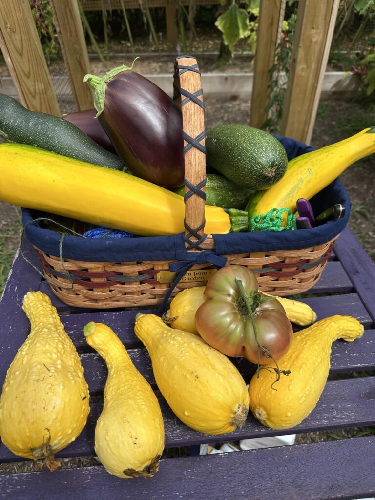 Today’s harvest!