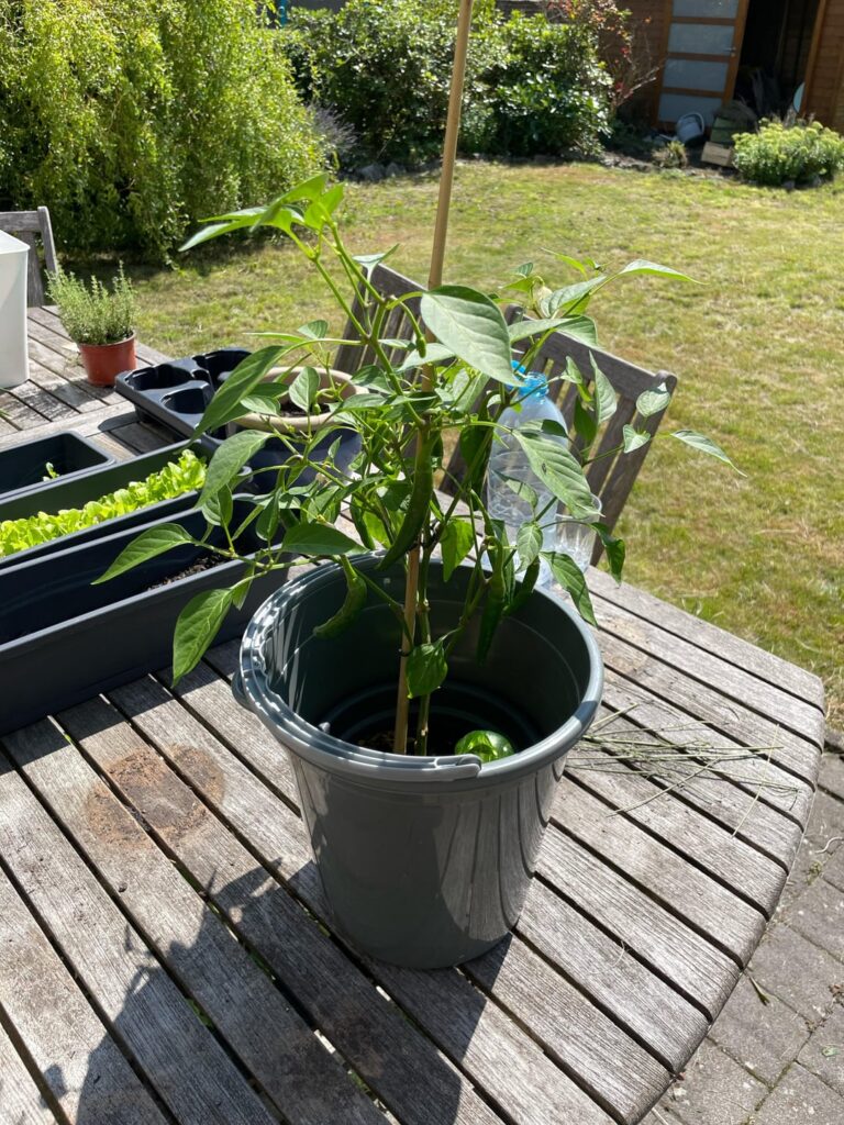 What is this type of pepper?