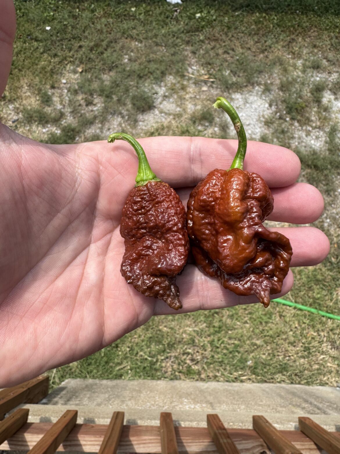 Offically Chocolate Death Spiral Season