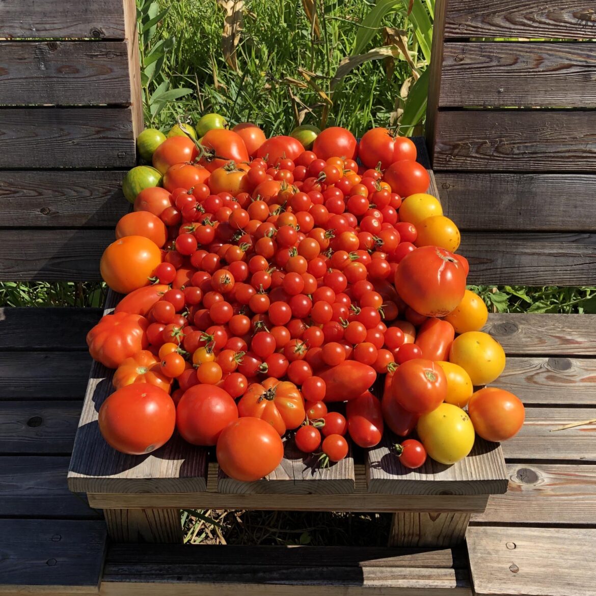 For the love of Tomatoes