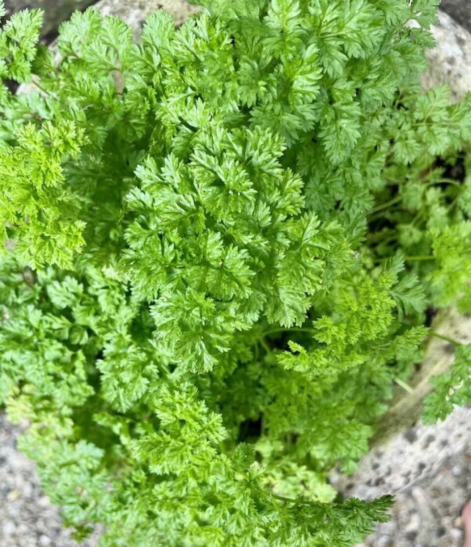 chervil plant