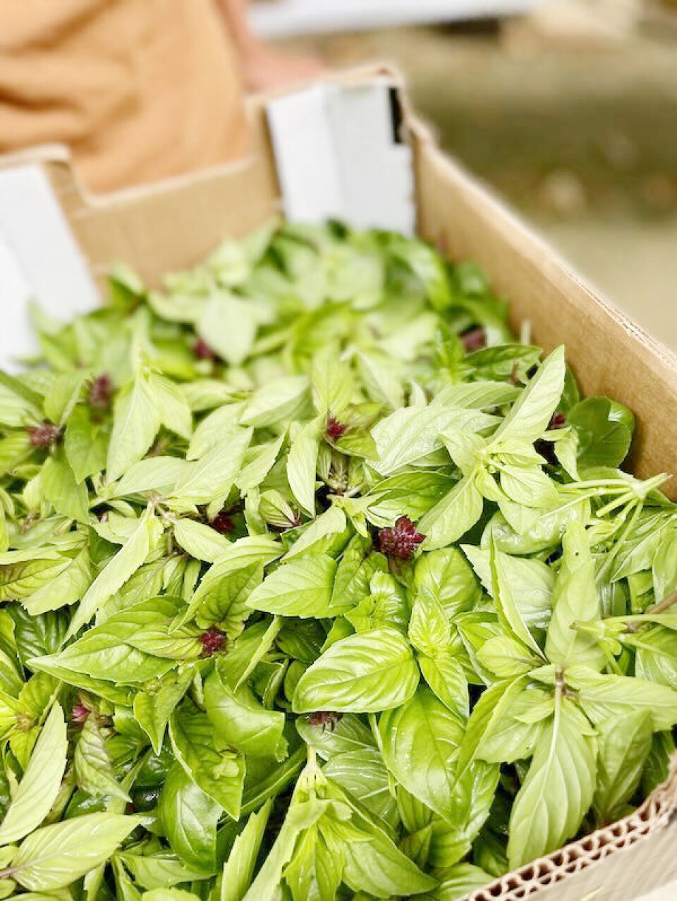 basil in a cardboard box