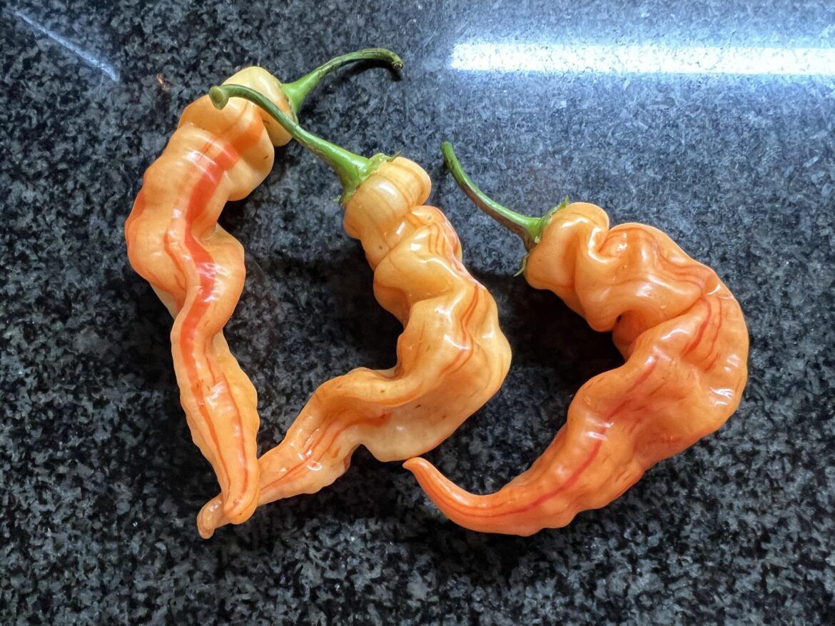 Sugar Rush Stripeys are beautiful!