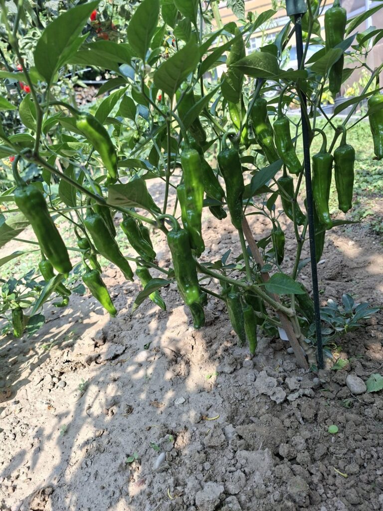 What are those – clearly not Aji Pineapple What are those - clearly not Aji Pineapple