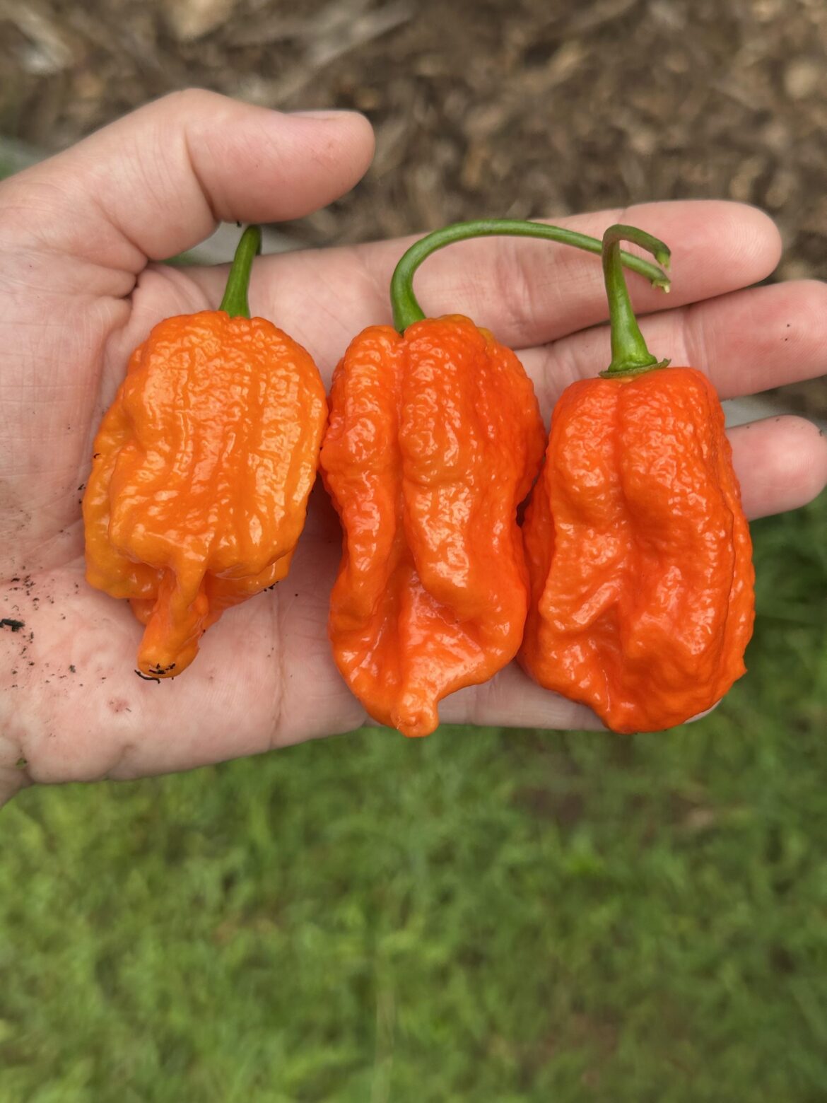 This harvest from my fasciated, genetically unstable Komodo dragon scare me.