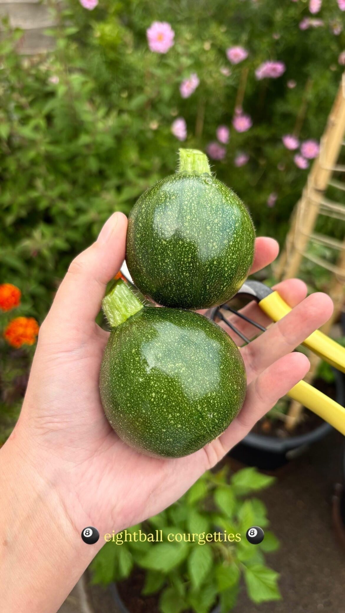 8 ball courgette from my small, city concrete container garden
