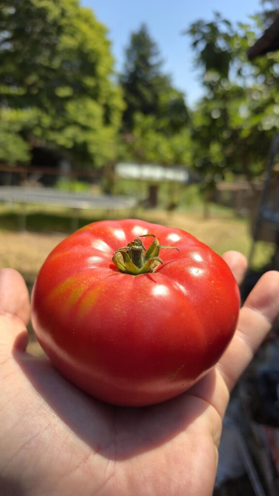 casually ruined BLTs today casually ruined BLTs today