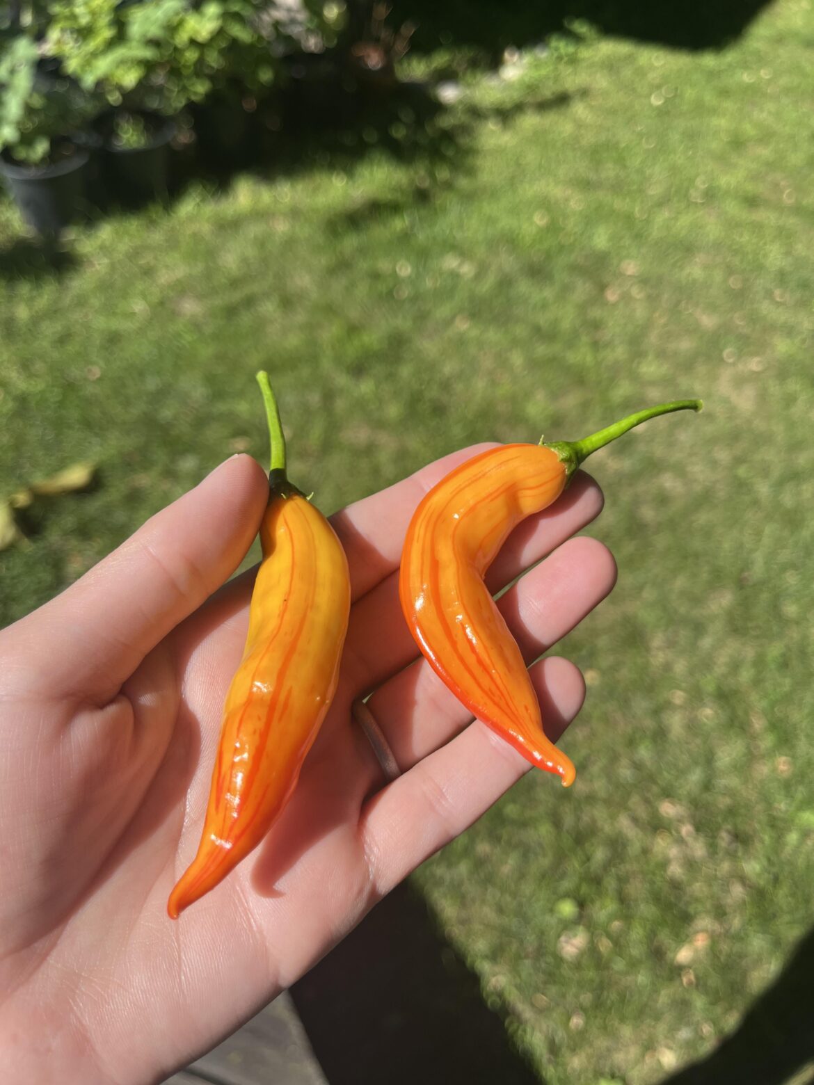 Aji limon crossed with sugar rush stripe