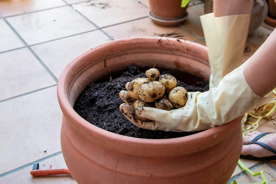 woman picking potatoes grown in a pot from the patio of her own house