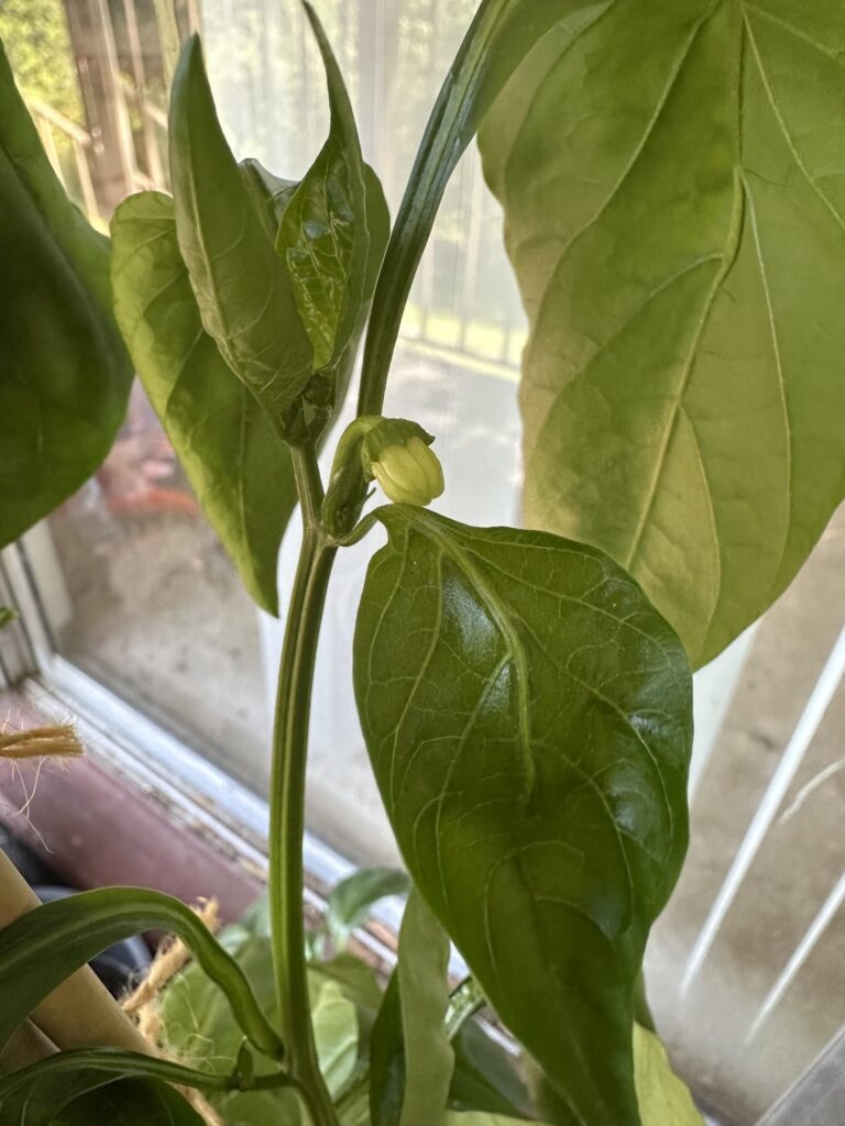 I’ve been waiting on my bell pepper to do something for three long months. This morning I woke up to this