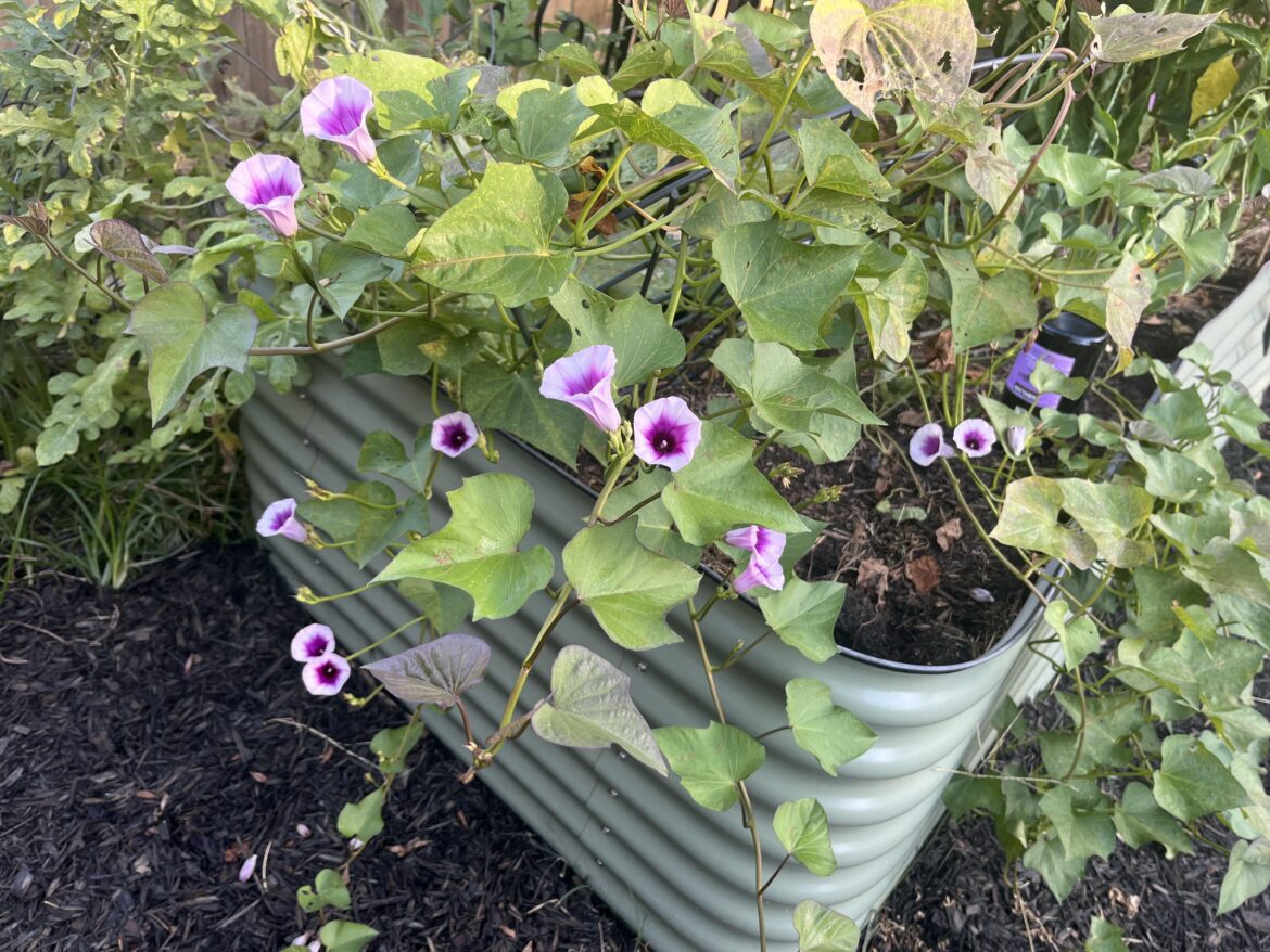 TIL Sweet Potatoes Have Flowers