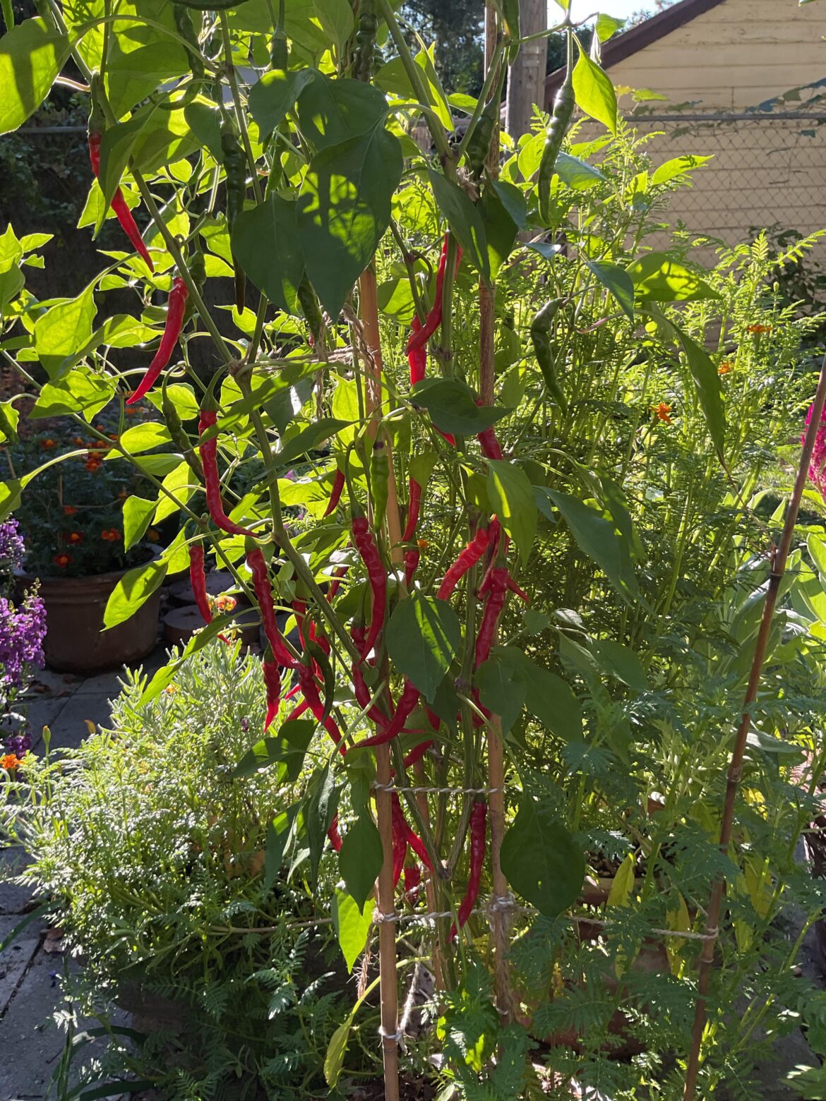 My cayenne plant did fine.