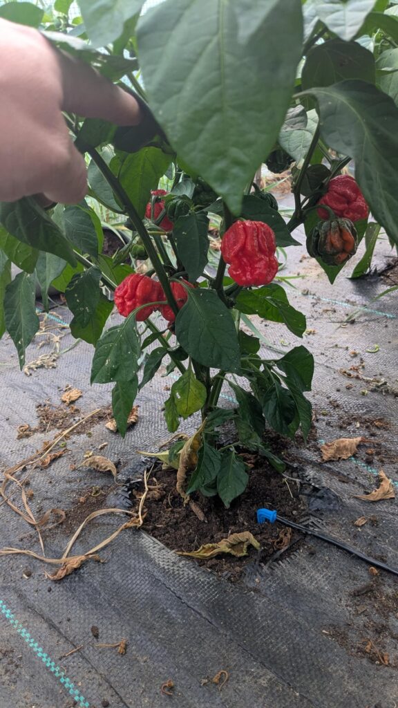 peppers are coming can't wait for that hot sauce