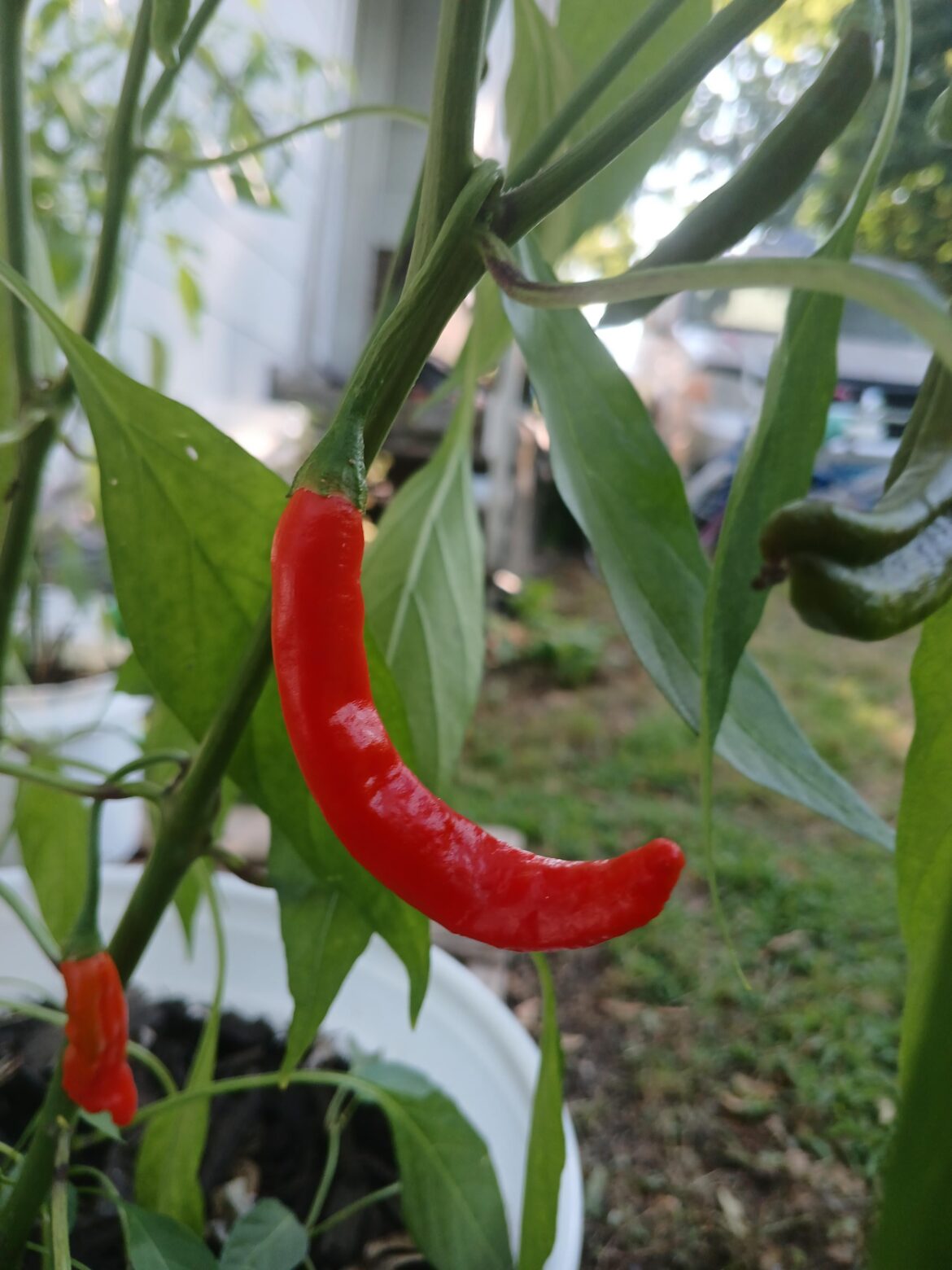 How long can I keep my peppers on the plant for?