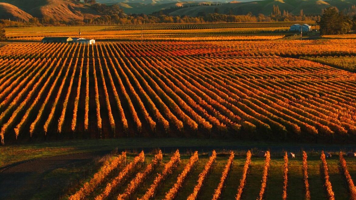 Cheers to Pinot Noir Day Cheers to Pinot Noir Day