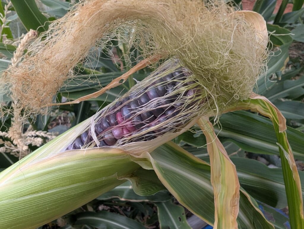 We're corn farmers now!