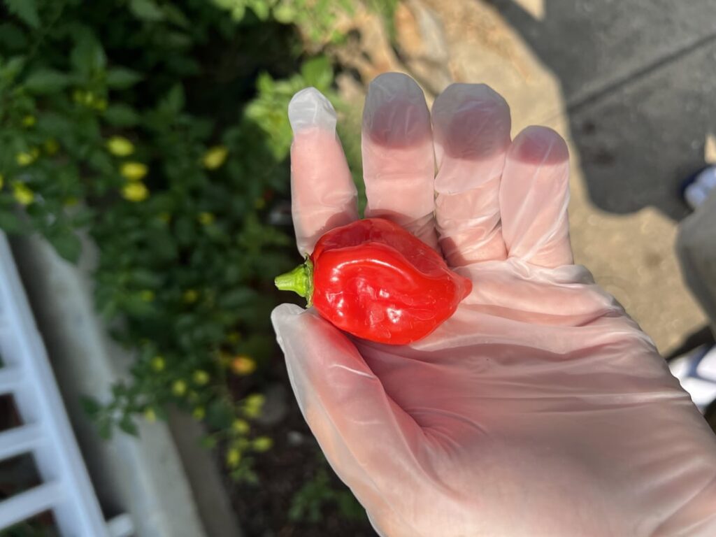 My very first Habanero (and honestly first self grown pepper). I’m addicted. I have some questions about making hotsauce My very first Habanero (and honestly first self grown pepper). I’m addicted. I have some questions about making hotsauce