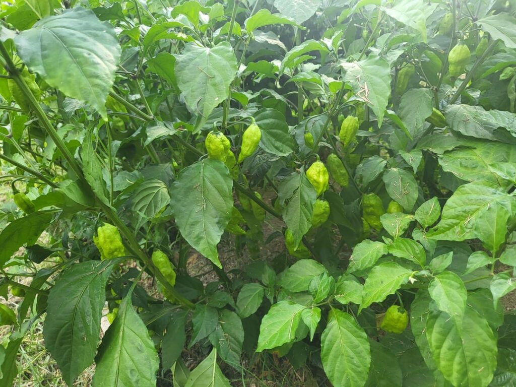 Peppers growing good this year