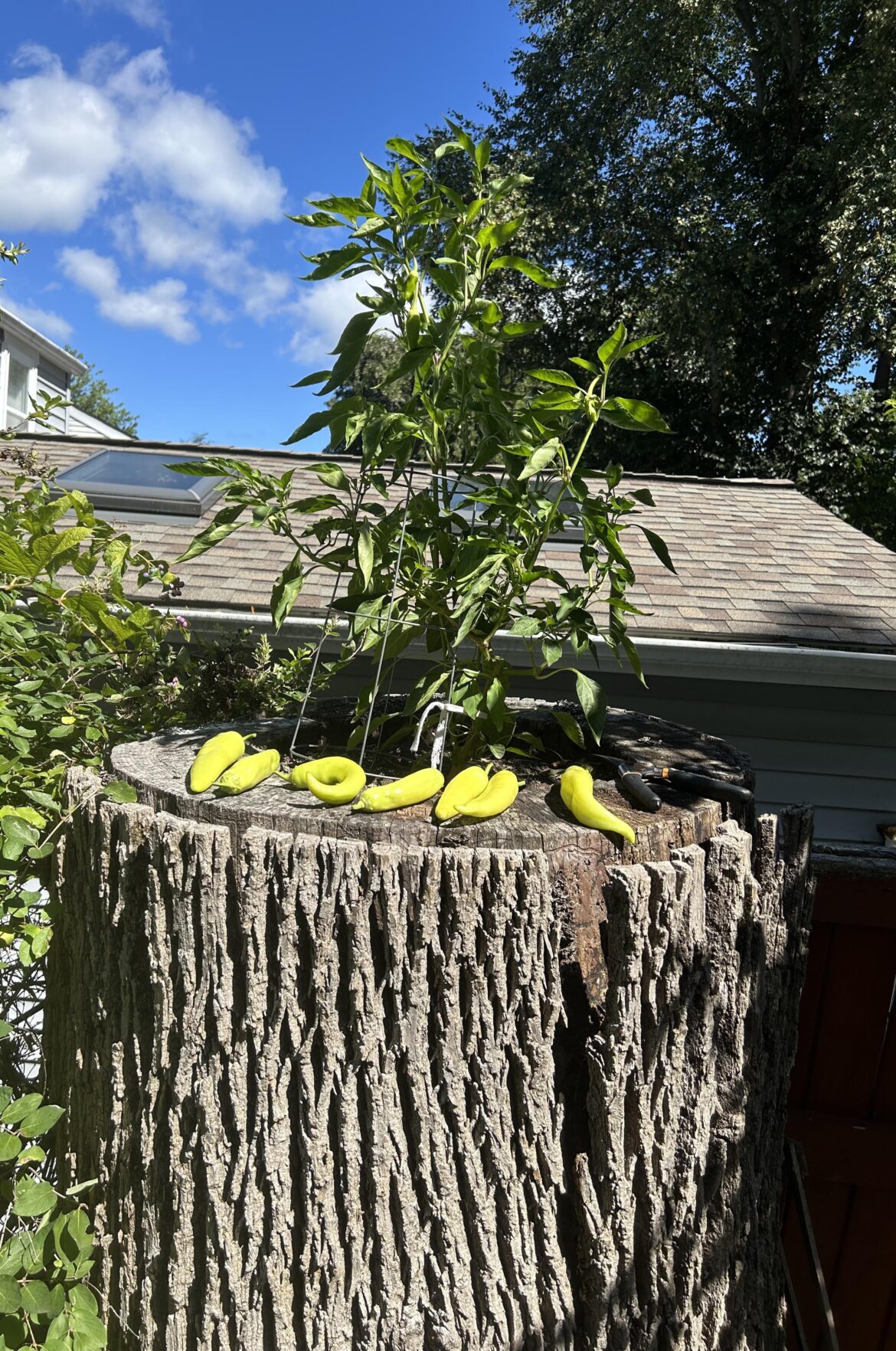 My banana pepper plant has been producing more than I know what to do with.