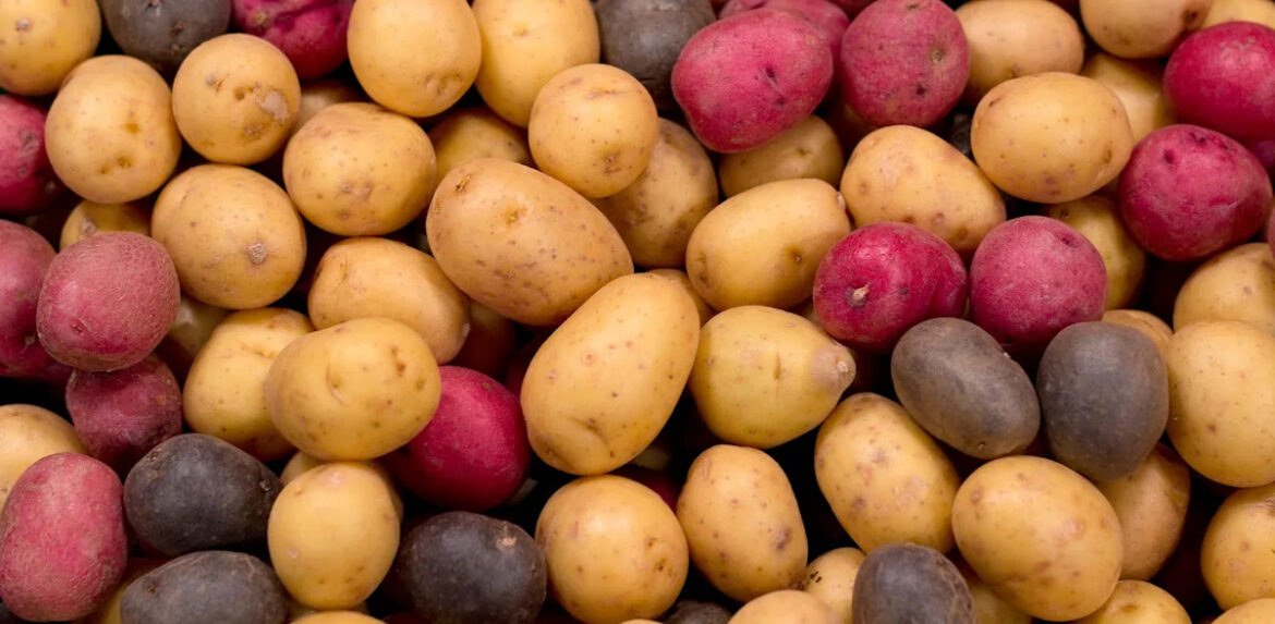 Are potatoes good for you? Not french fries.