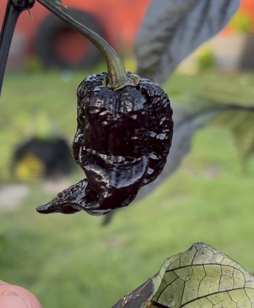 Purple gator jigsaw hybrid mixed with god knows what 😂☝🏼🥵🔥