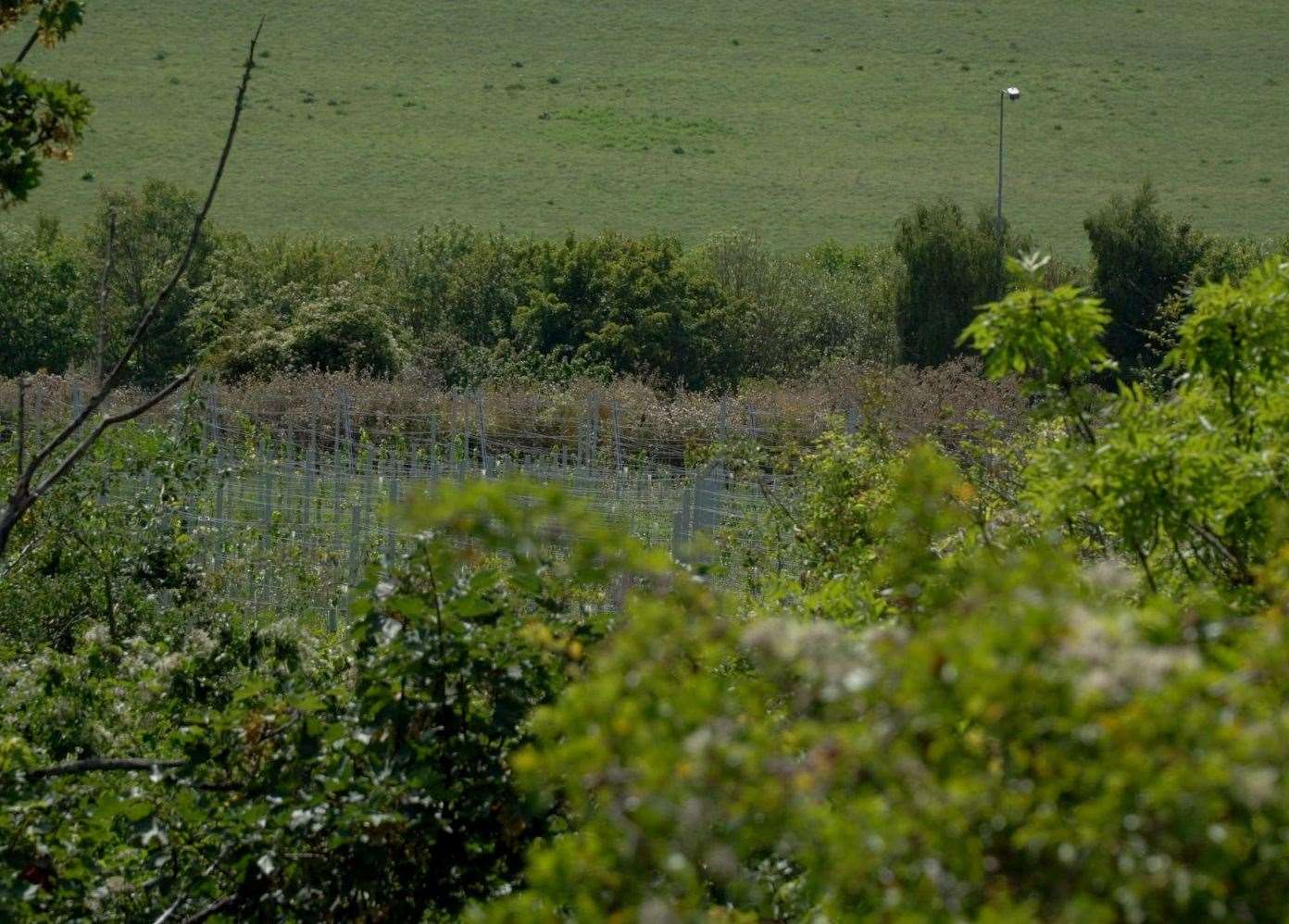 South-facing slopes and chaly soil - ideal for grapes