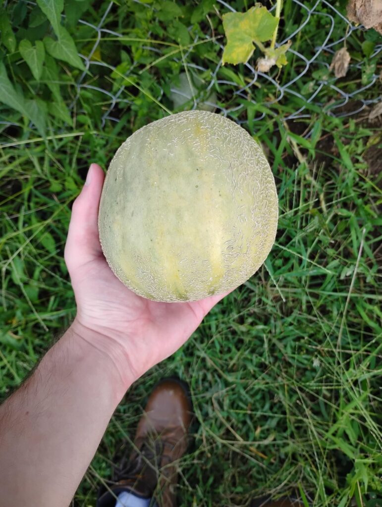Ate my first cantaloupe from my garden