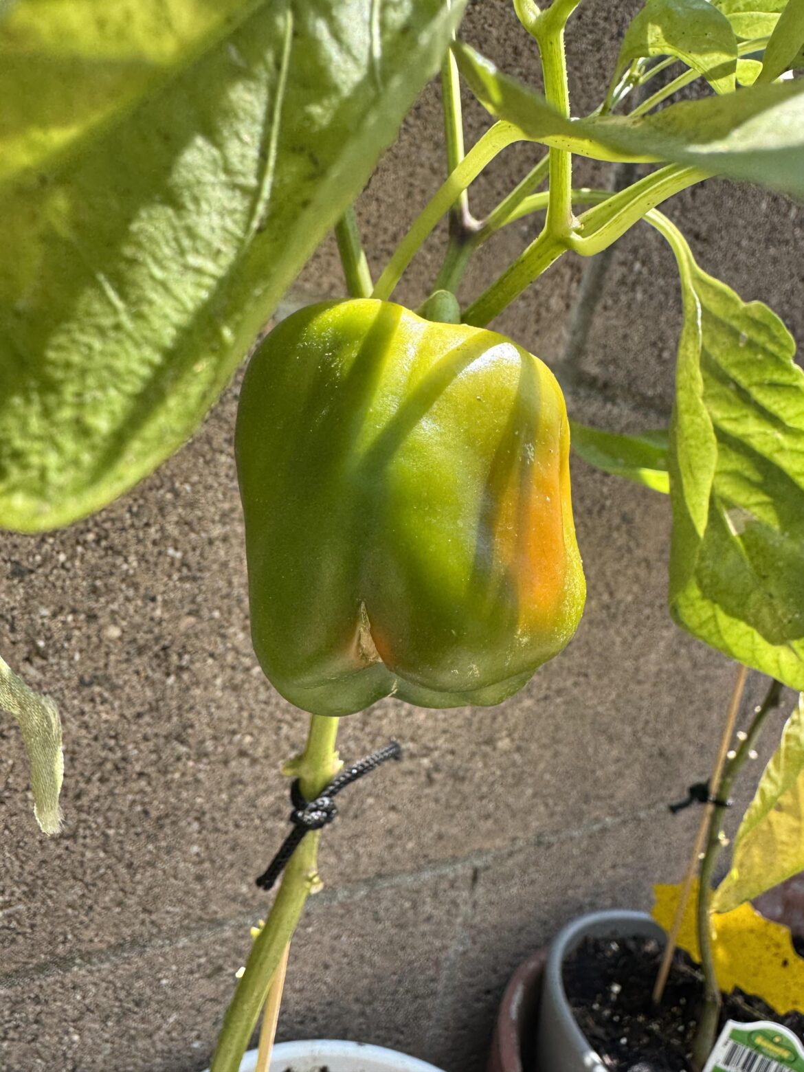 Continue to ripen off vine?