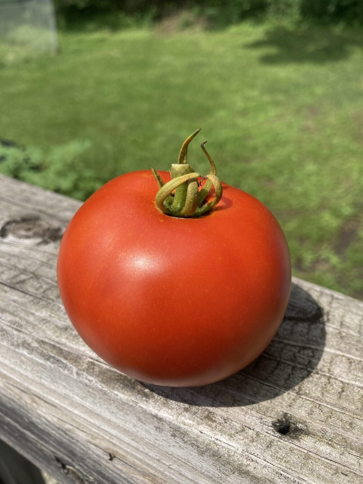 Proud of our first “picture perfect” tomato!