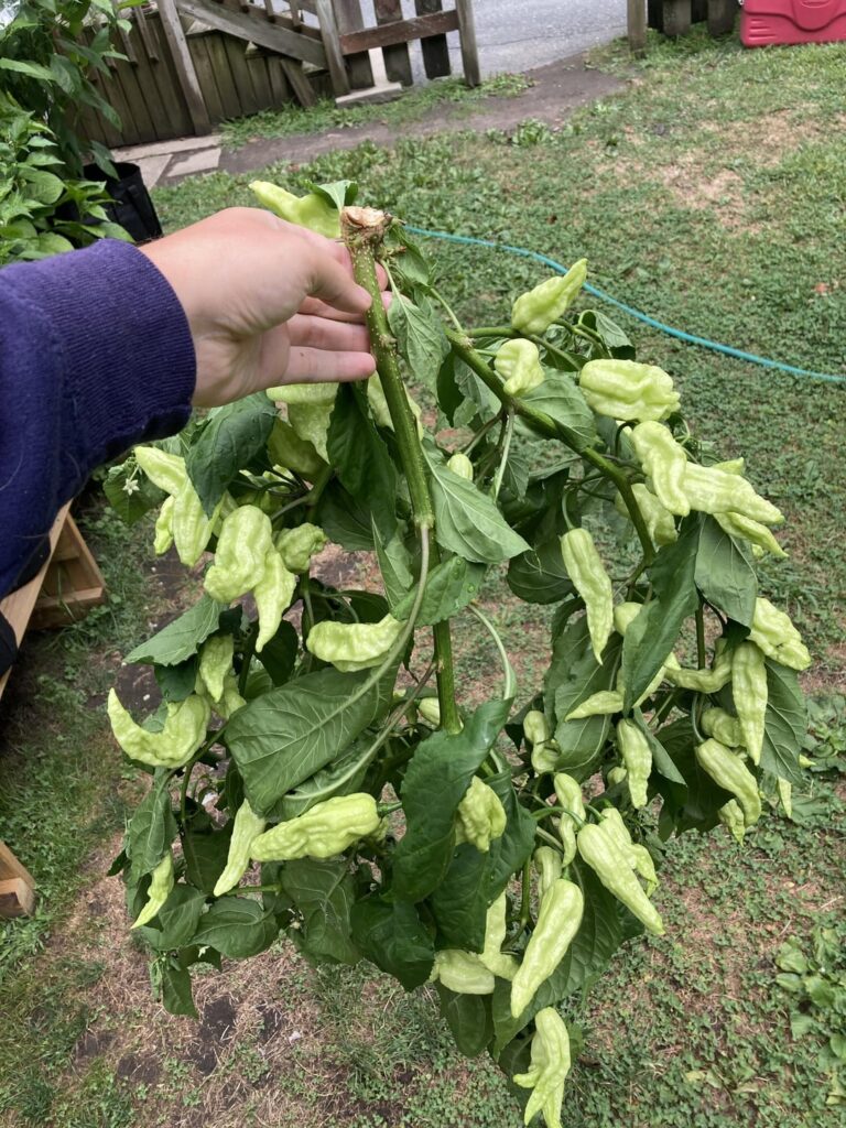 Lost 90% of my ghost peppers from strong winds last night. I’m very sad