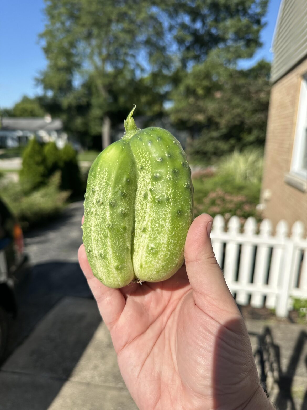 Showing off this neat conjoined pickling cucumber!