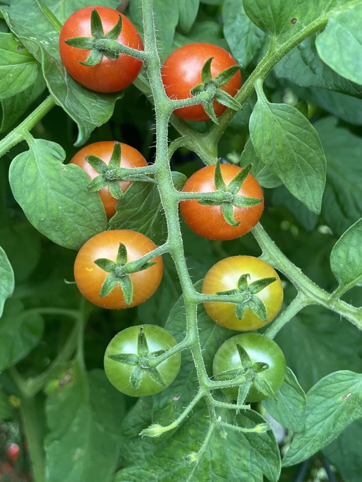 It’s days like these when I just don’t miss the other colors of the rainbow…