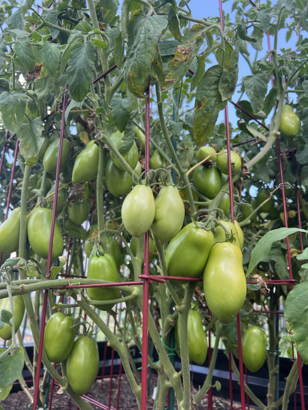 Tomatoes are not ripening. What can I do?