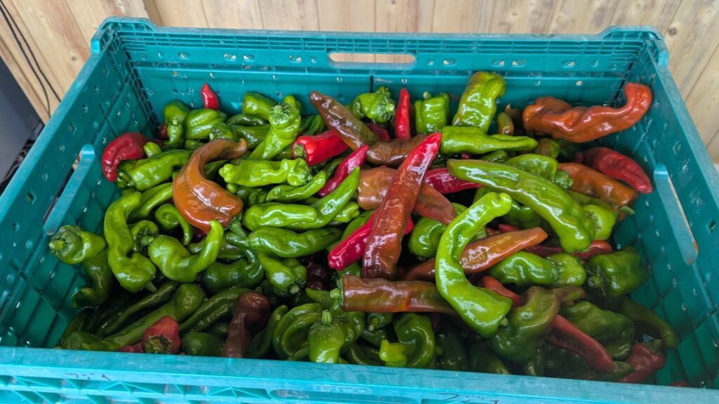 Bumper crop this year!