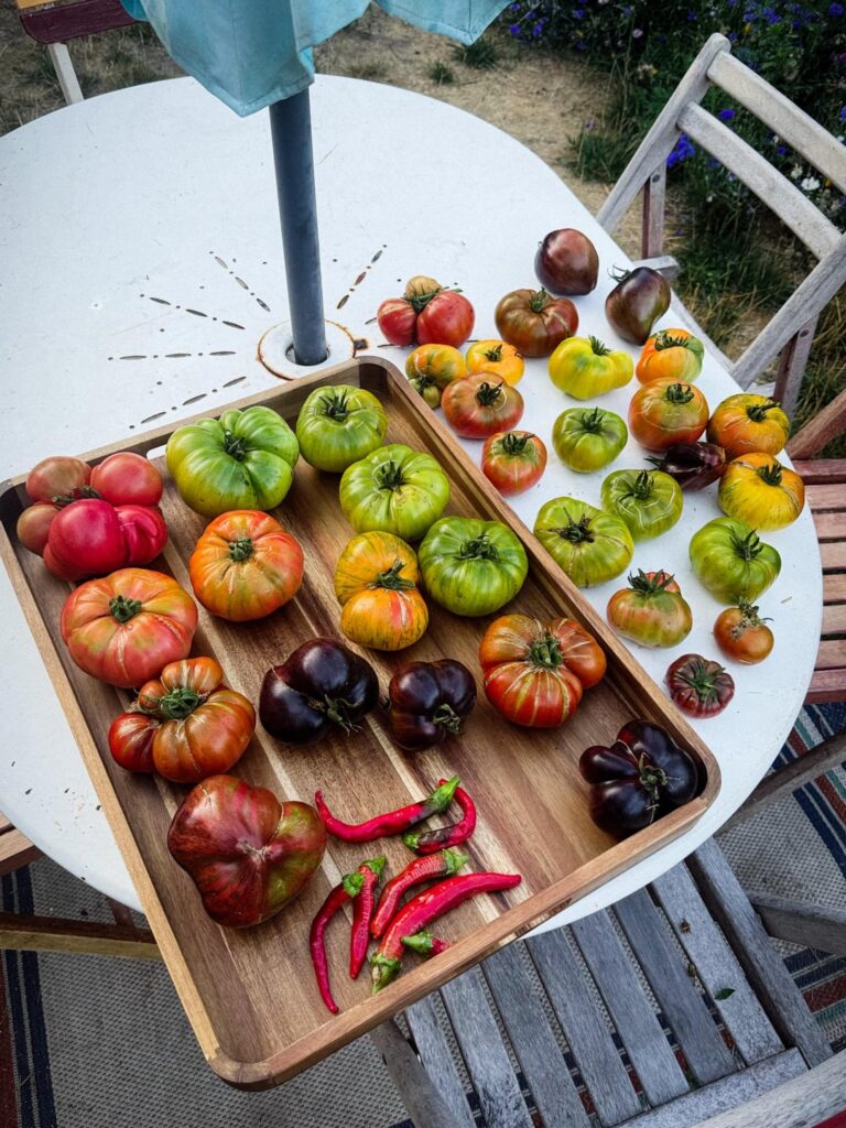 More tomatoes, more tomato themed meals