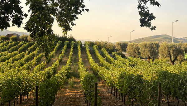 A view of rows of grapes at Quinta da Pacheca.