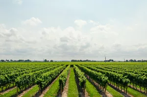 Siján se incorpora al circuito del vino argentino